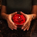 Carisma de Rosa Encantada Vermelha