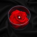 Carisma de Rosa Encantada Vermelha