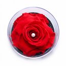 Carisma de Rosa Encantada Vermelha