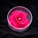 Carisma de Rosa Encantada Pink