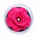 Carisma de Rosa Encantada Pink