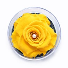 Carisma de Rosa Encantada Amarela