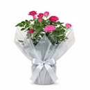 Vaso de Mini Rosa Pink Plantada