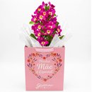 Orquídea Dendrobium Lilás Plantada - Minha Mãe é Especial