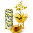 Mini Orquídea Chuva de Ouro e Limonê Lata Biscoitê