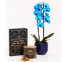 Orquídea Phalaenopsis Azul Decore e Biscoitê