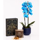 Orquídea Phalaenopsis Azul Decore e Biscoitê