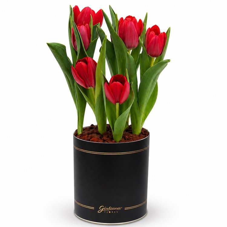 Tulipas Plantadas Vermelhas no Box Giu