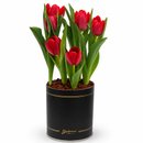 Tulipas Plantadas Vermelhas no Box Giu