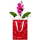 Orquídea Phalaenopsis Pink para Presente - Bag Love