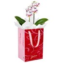 Orquídea Phalaenopsis Branca Mesclada para Presente - Bag Love