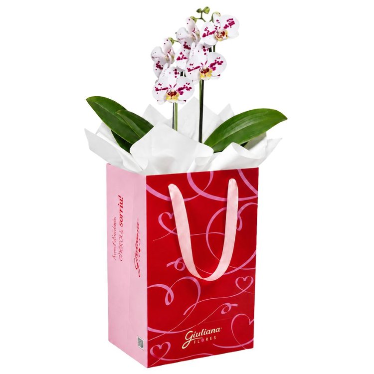 Orquídea Phalaenopsis Branca Mesclada para Presente - Bag Love