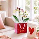 Mini Orquídea Rara Mesclada na Bag Love