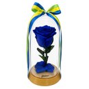 A Bela Rosa Encantada Azul Brasil
