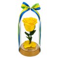 A Bela Rosa Encantada Amarela Brasil