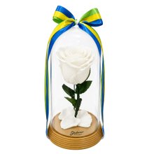 A Bela Rosa Encantada Branca Brasil