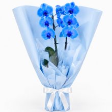 Majestosa Orquídea Phalaenopsis Azul