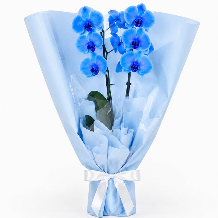 Majestosa Orquídea Phalaenopsis Azul