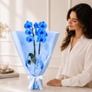 Majestosa Orquídea Phalaenopsis Azul