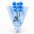Majestosa Orquídea Phalaenopsis Azul