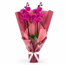 Majestosa Orquídea Phalaenopsis Pink