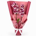 Majestosa Orquídea Phalaenopsis Mesclada