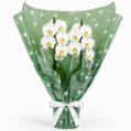 Majestosa Orquídea Phalaenopsis Branca