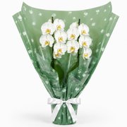 Majestosa Orquídea Phalaenopsis Branca