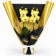 Majestosa Orquídea Phalaenopsis Amarela