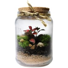 Mini Terrário no Pote