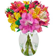 Admiração de Astromélias Coloridas no Vaso