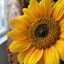 Buquê de Girassóis Raio de Sol