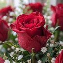 Buque com 24 Rosas Nacionais