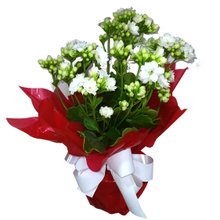 Kalandiva Pequena Branca