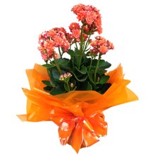 Kalandiva Pequena Laranja