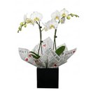 Orquidea 2 astes