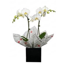 Orquidea 2 astes