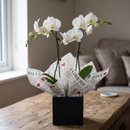 Orquidea 2 astes