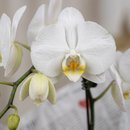 Orquidea 2 astes