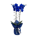 Orquidea Azul na Tela