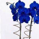 Orquidea Azul na Tela