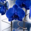 Orquidea Azul na Tela