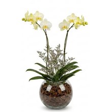 Orquidea no Vidro