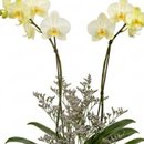 Orquidea no Vidro