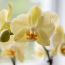 Orquidea no Vidro
