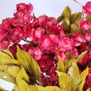 Arranjo Desidratado Flora Intensa + Vaso Vermelho