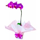Orquídea Rosa Presente