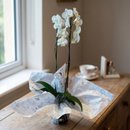 Orquídea Plantada