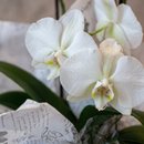 Orquídea Plantada