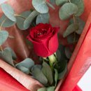 Rosa Eucalipto